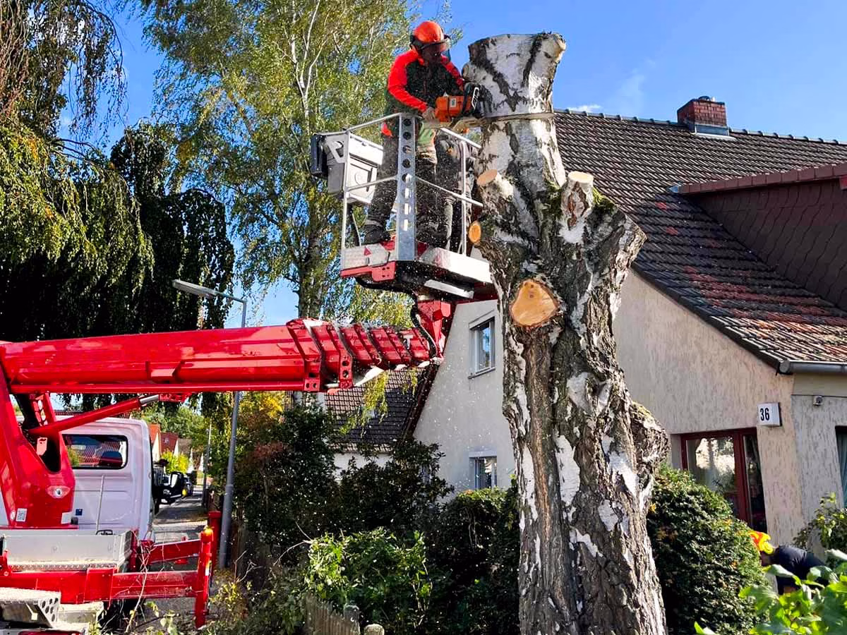 gartenpflege in Birkenwerder - baumpflege