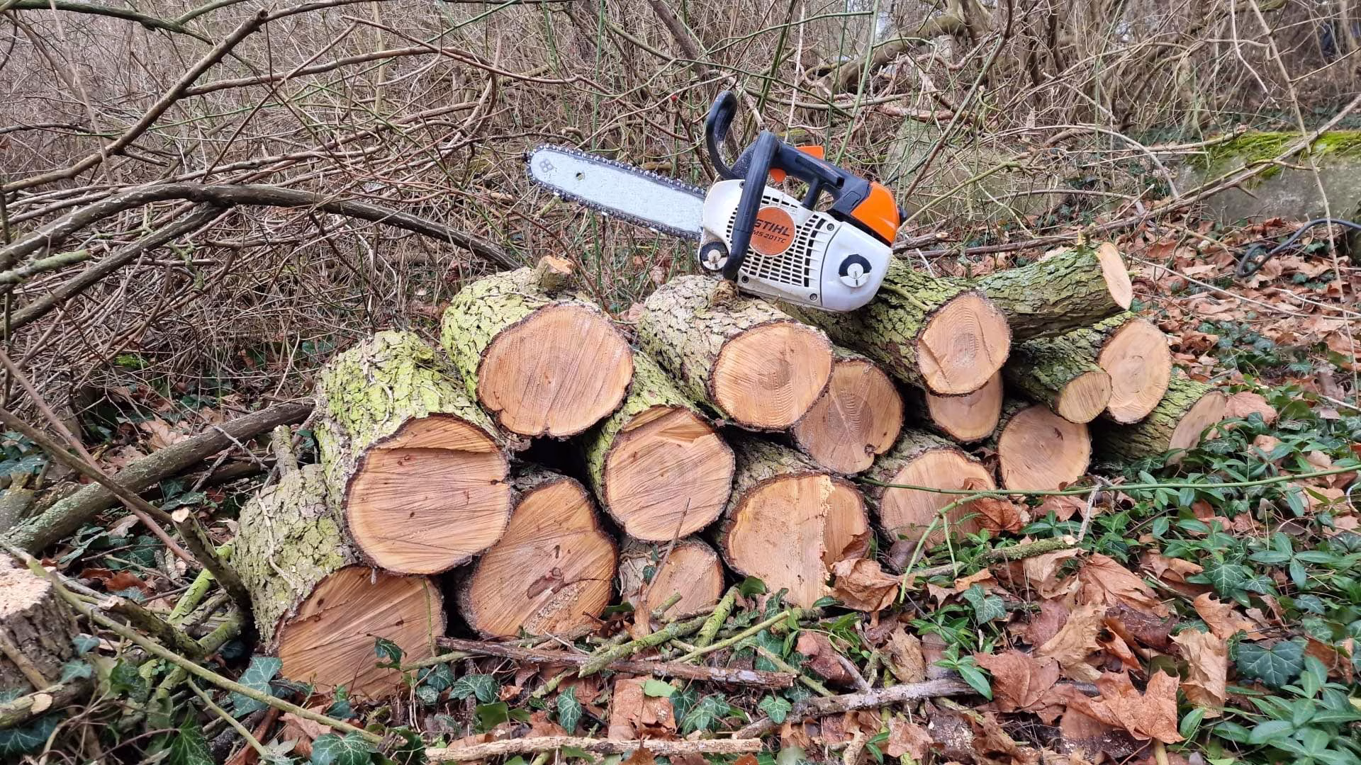 Baumfällung