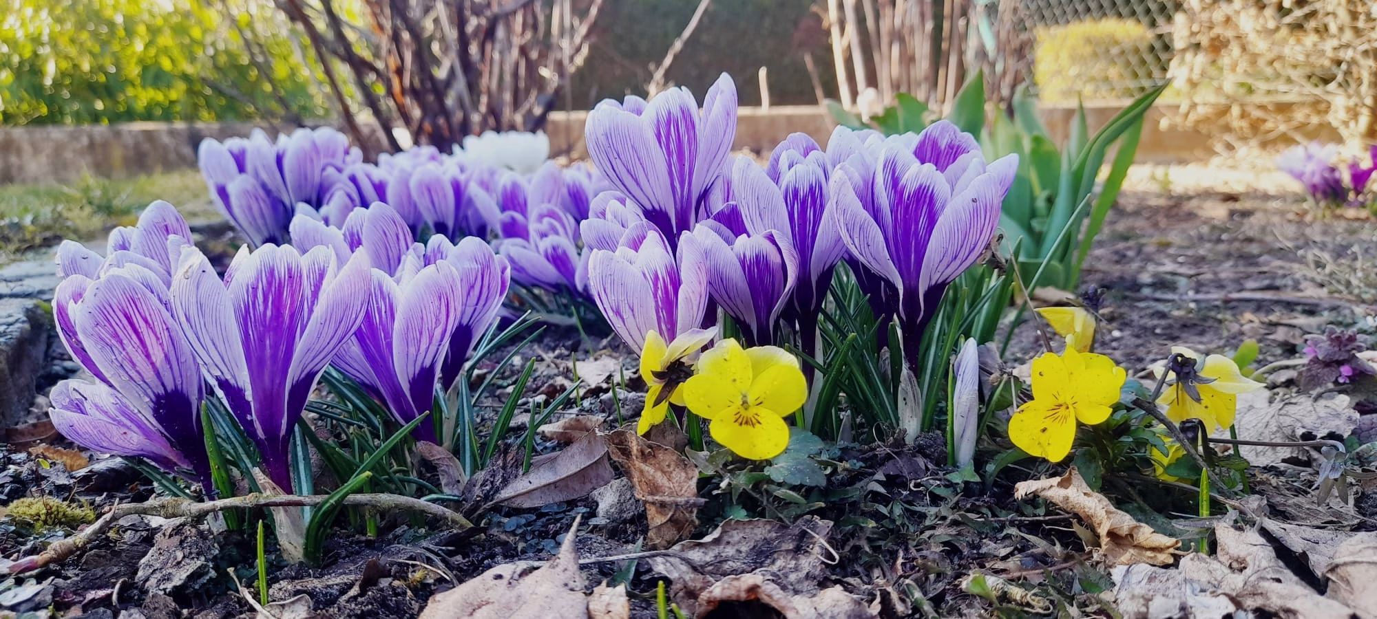 . Der Frühling ist die ideale Zeit, um den Garten auf Vordermann zu bringen und ihn für die kommende Saison vorzubereiten. Verleihen Sie Ihrem Garten mit unserer professionellen Beetgestaltung und Pflege eine einzigartige, blühende Schönheit, die das ganze Jahr begeistert!